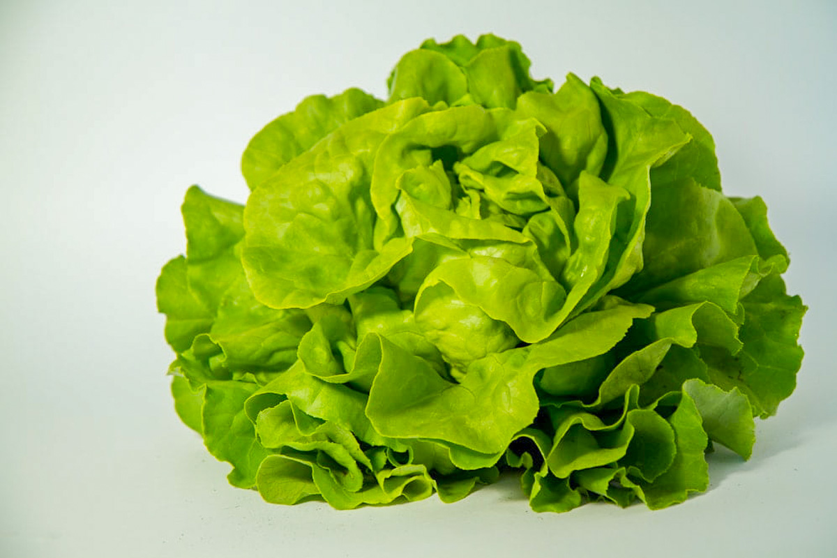 Kopfsalat